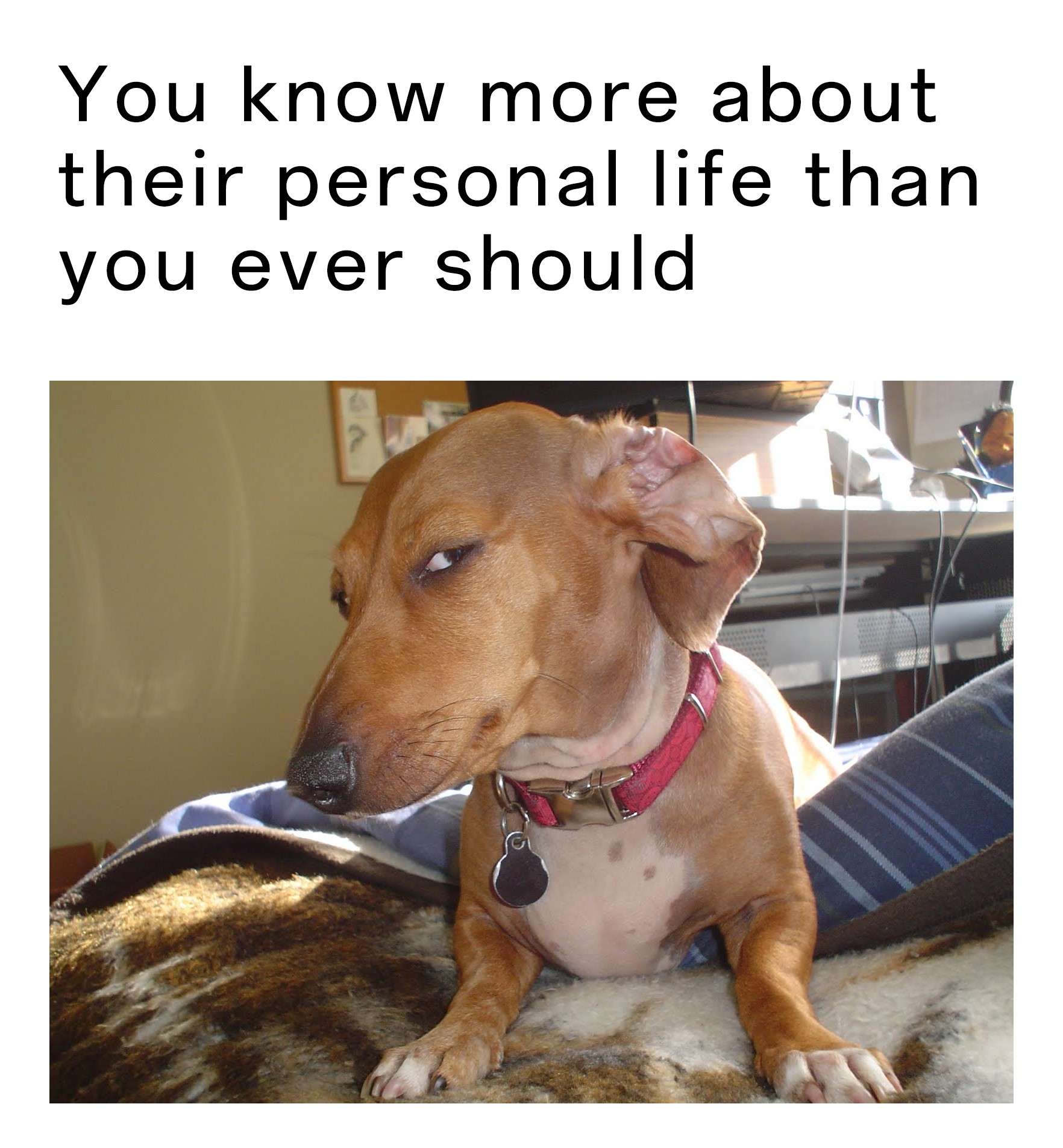 Suspicious Dog meme knows too much personal life tea