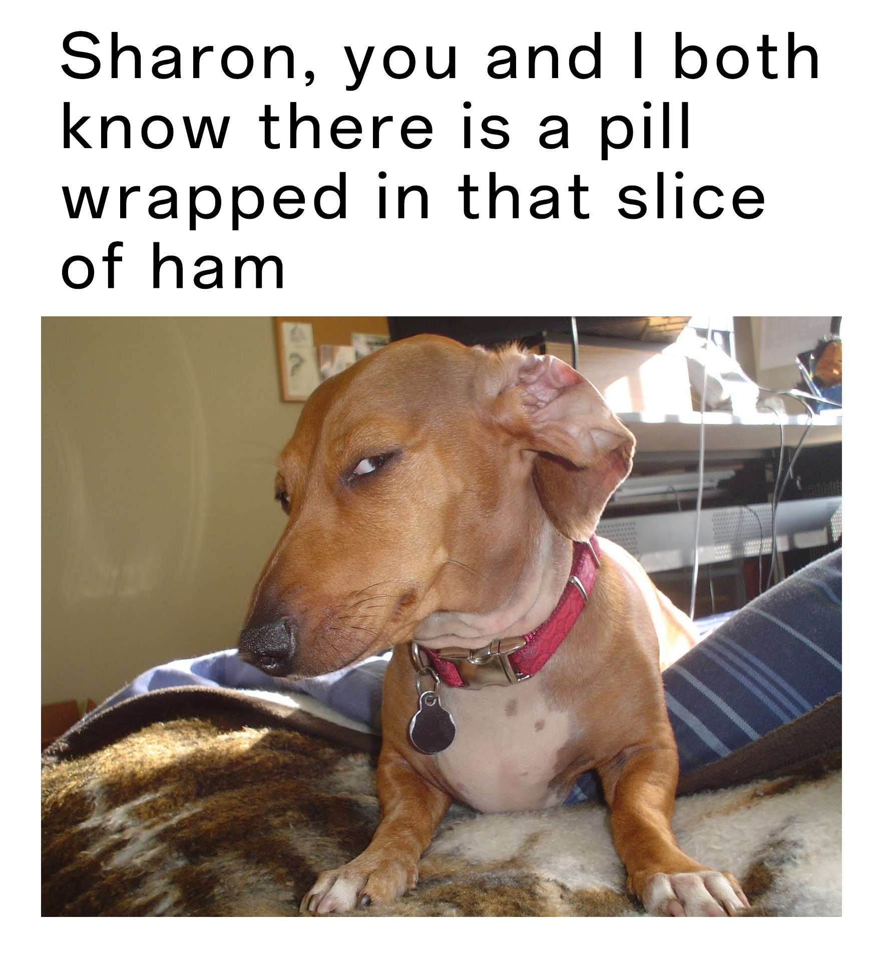 Suspicious Dog meme refusing pill hidden in ham