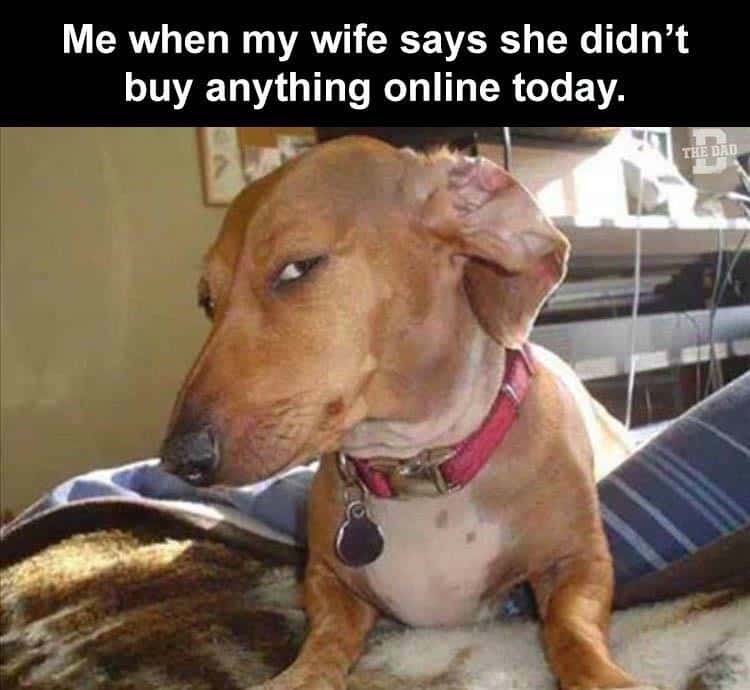 Suspicious Dog meme doubting wife bought nothing online