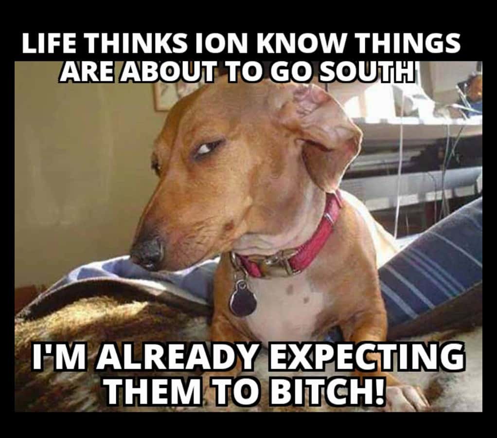 Suspicious Dog Meme Already Expecting Things To Go South