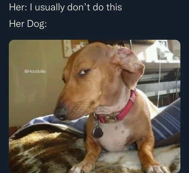 Suspicious Dog Meme Giving A Side Eye When She Says I Usually Don’t Do This