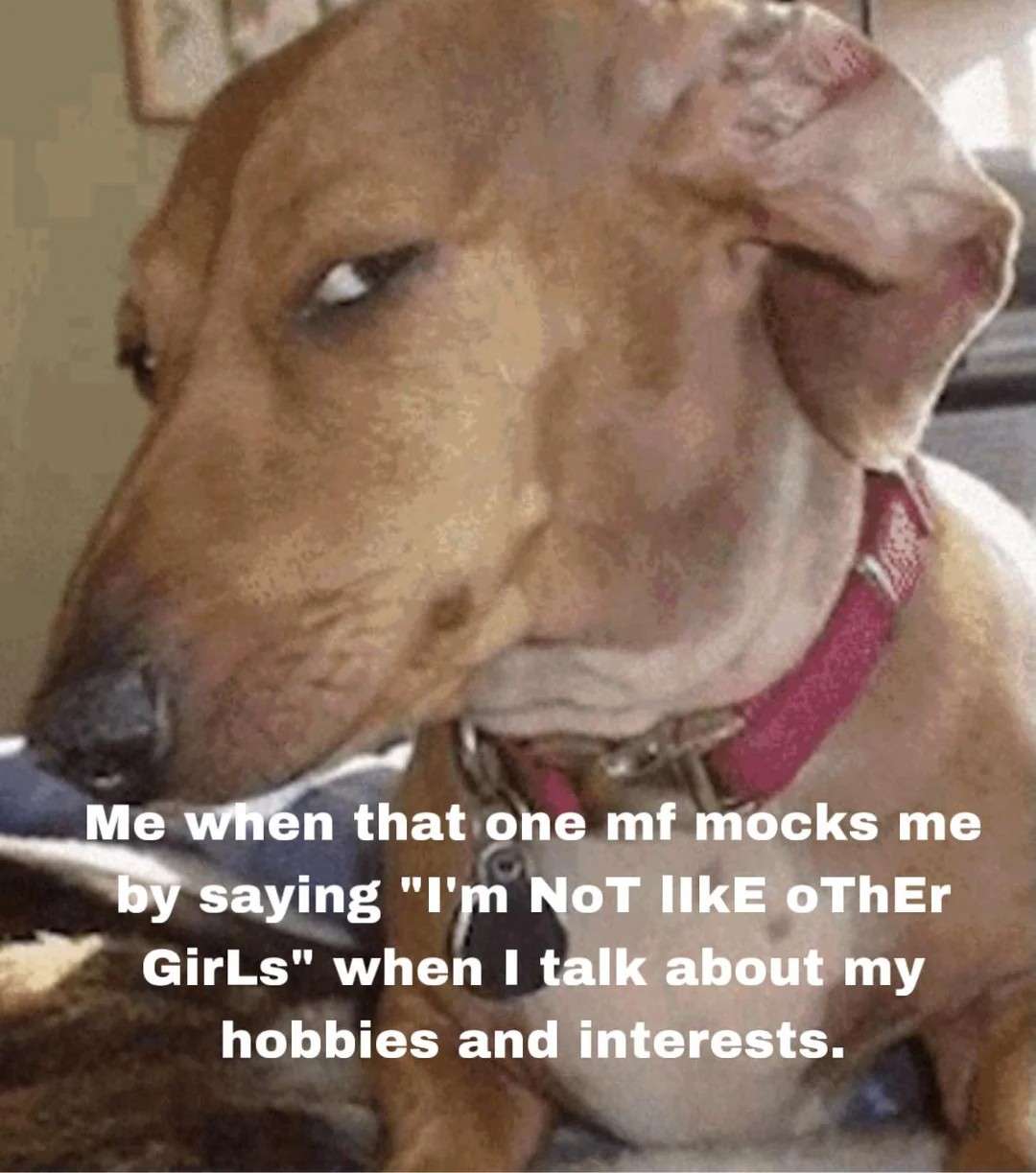 Suspicious Dog meme mocking girl for saying not like other girls