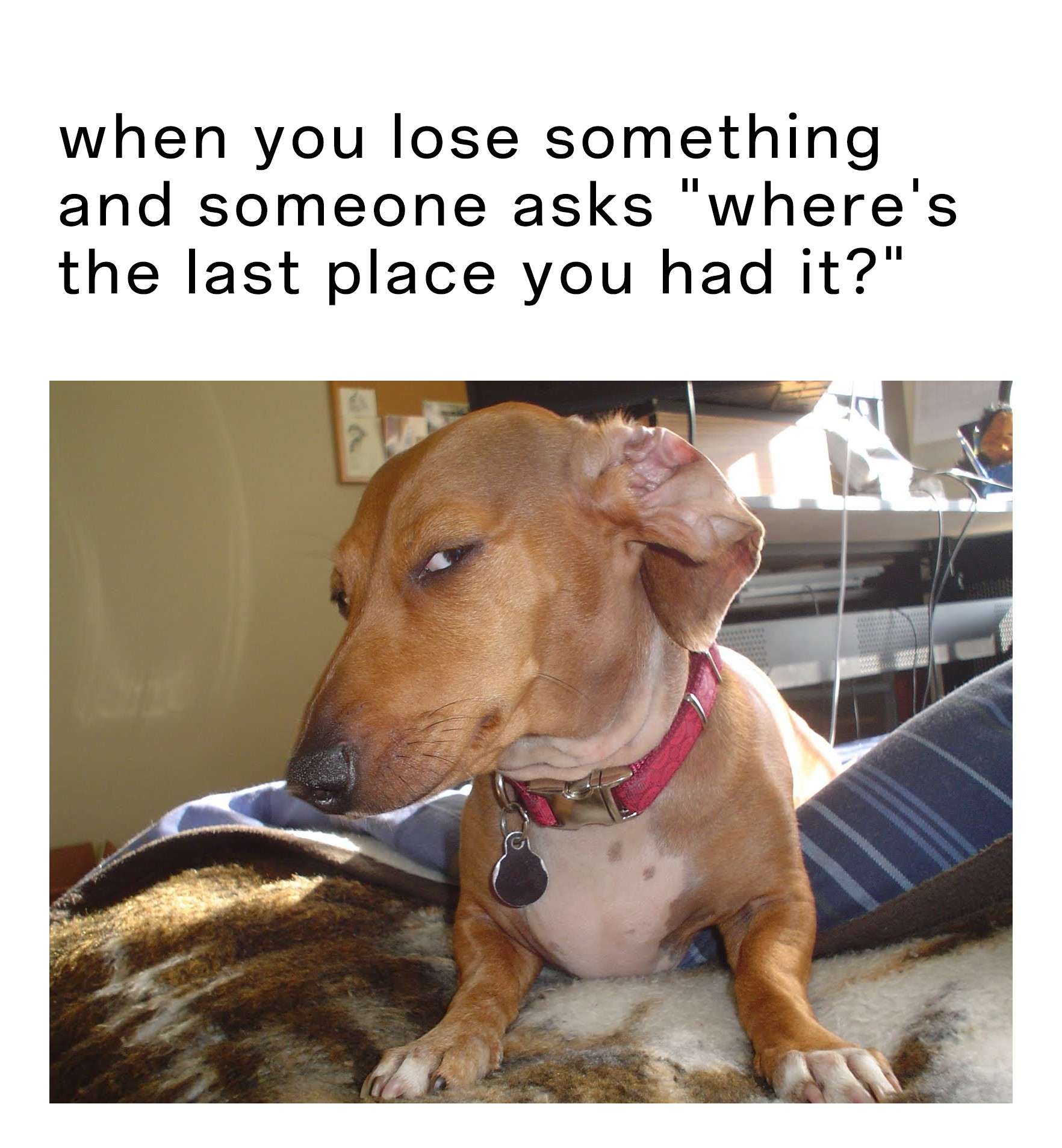 Suspicious Dog meme losing something last place asked