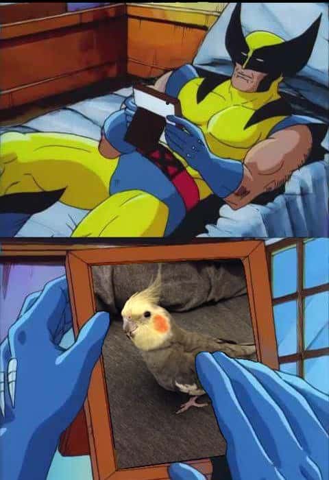 Wolverine remembers meme missing his pet bird