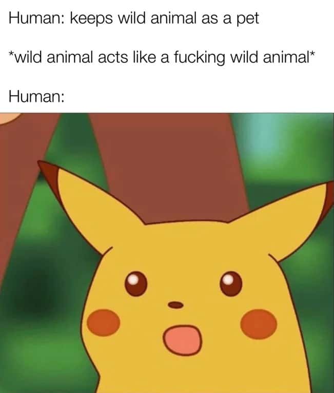 Surprised Pikachu meme shocked at wild pet acting wild