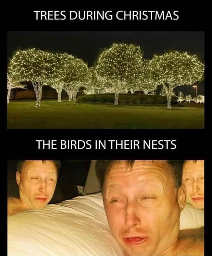 Limmy waking up meme sleepy birds in christmas tree nests