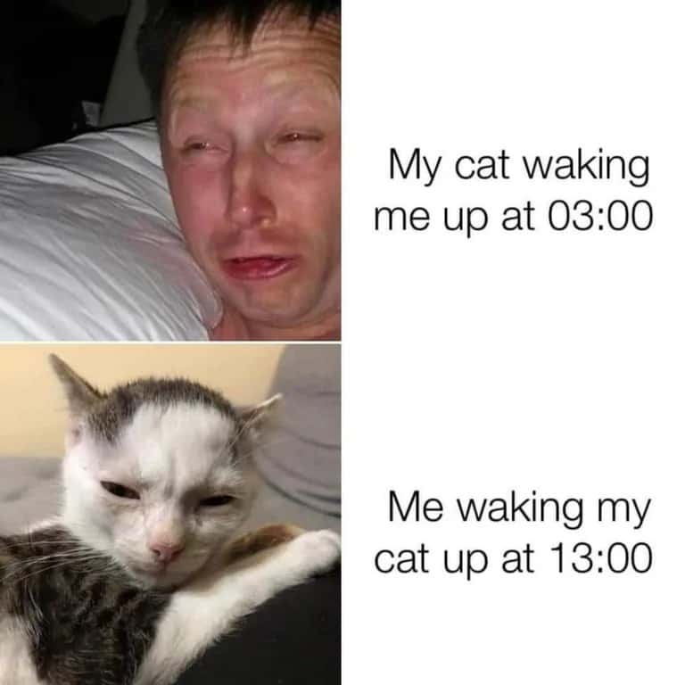 Limmy waking up meme mad at cat 3am