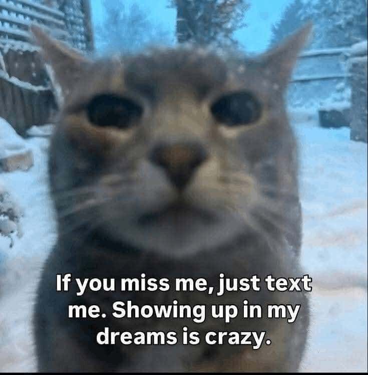 Cat Meme: Showing up in my dreams is crazy