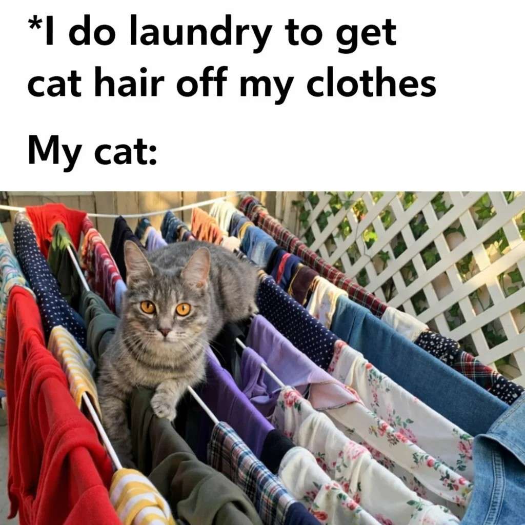 Cat Lies In Clothesline Meme Laundry Cat Hair Conflict
