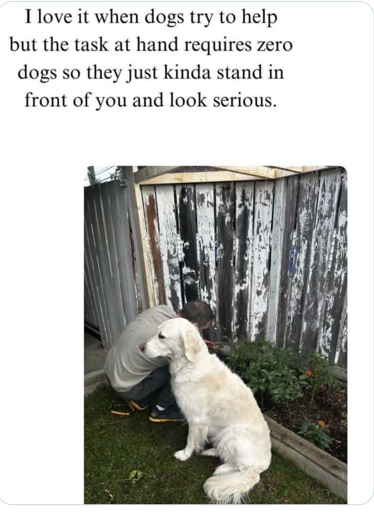 Dog Behavior Meme: dogs try to help but task requires zero dogs they stand serious