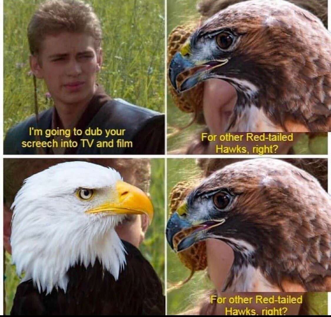 Bird Meme: Red tailed Hawk Screech Dub Meme for TV and Film