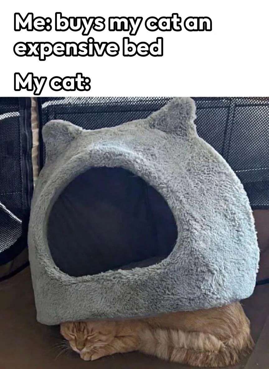 Funny Cat Meme: Owner Buys Expensive Bed, Cat Sleeps Under It