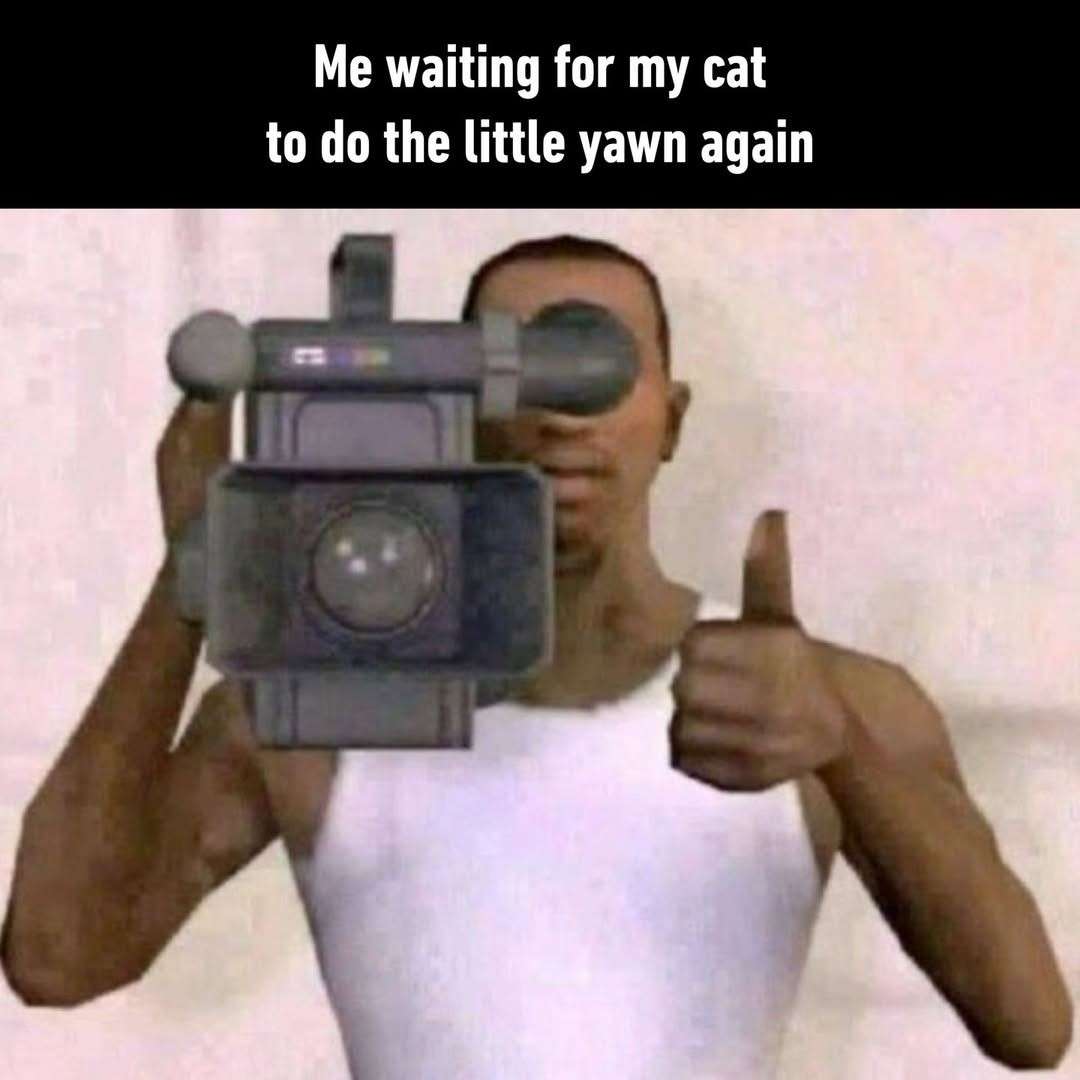 Cat Behavior Meme: me waiting for my cat to do the little yawn again