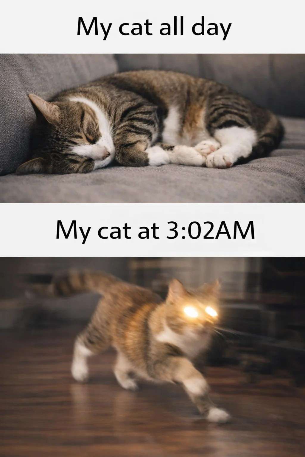 Nighttime Cat Meme: my cat all day vs my cat at 3 am