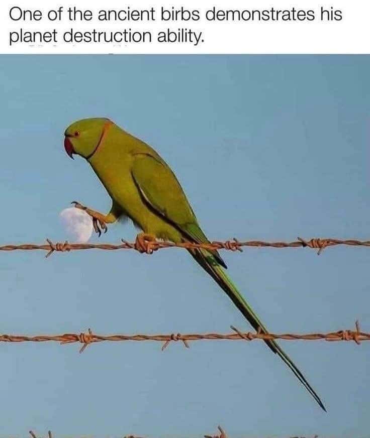 One Ancient Birb Demonstrates Planet Destruction Skill