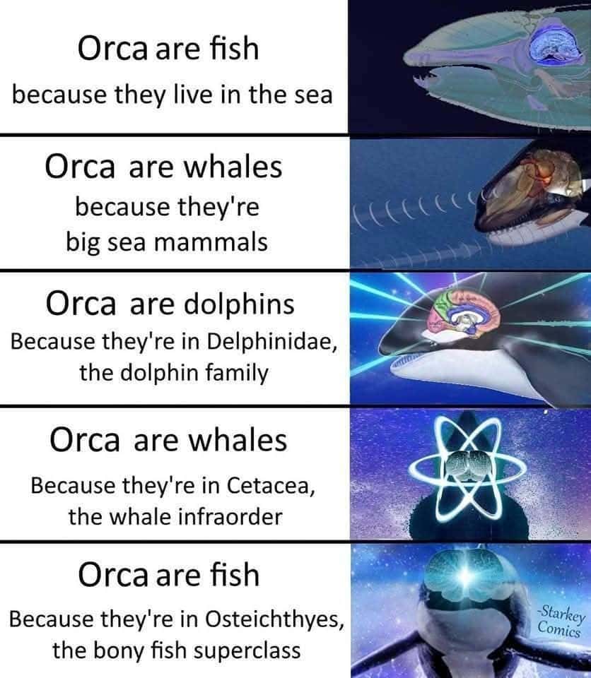 Orca are fish because they live in the sea / Orca are whales because they're big sea mammals / Orca are dolphins Because they're in Delphinidae, the dolphin family / Orca are whales Because they're in Cetacea, the whale infraorder / Orca are fish Because they're in Osteichthyes, the bony fish superclass