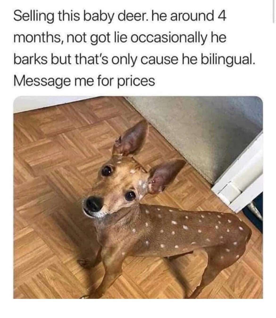 4 Month Old Baby Deer Barks Bilingual Meme
