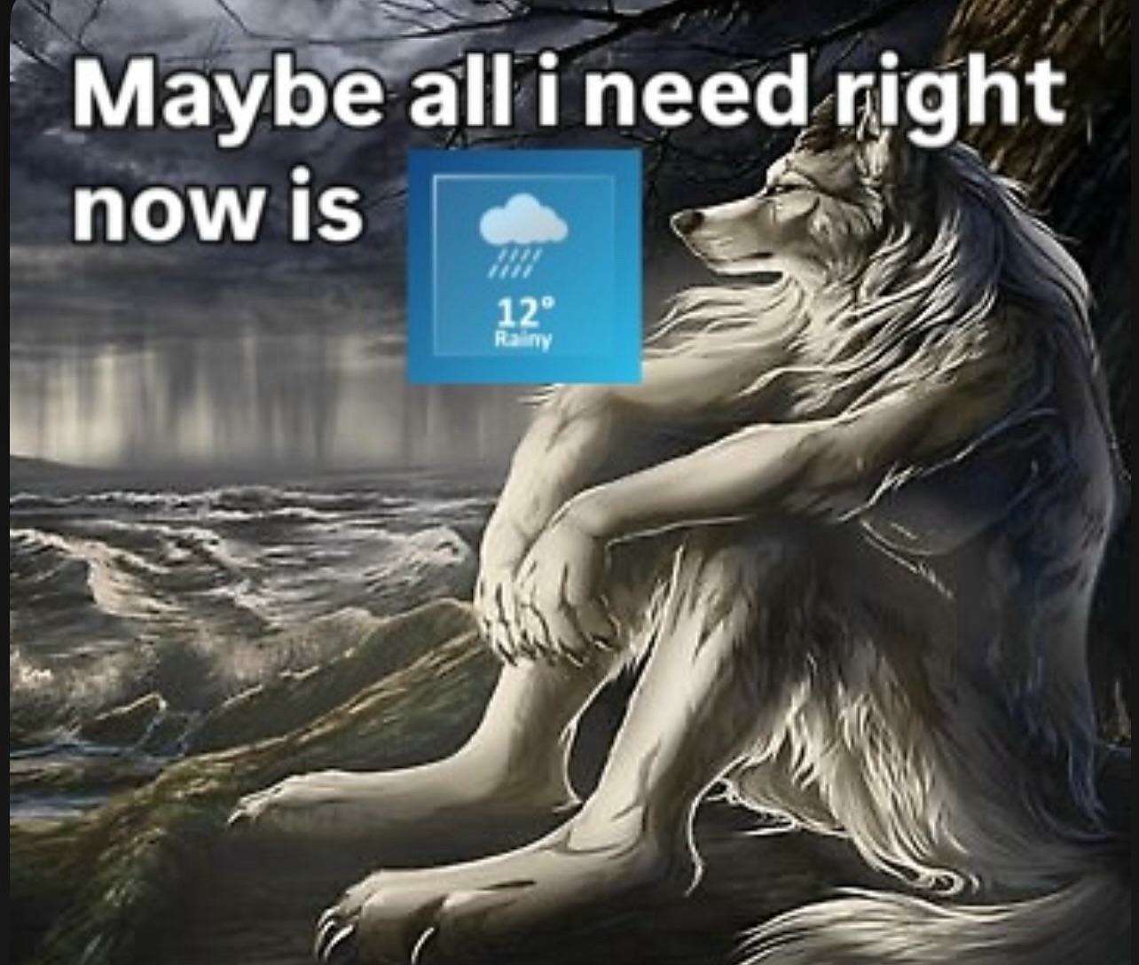 Sitting Wolf meme wanting 12° rainy day