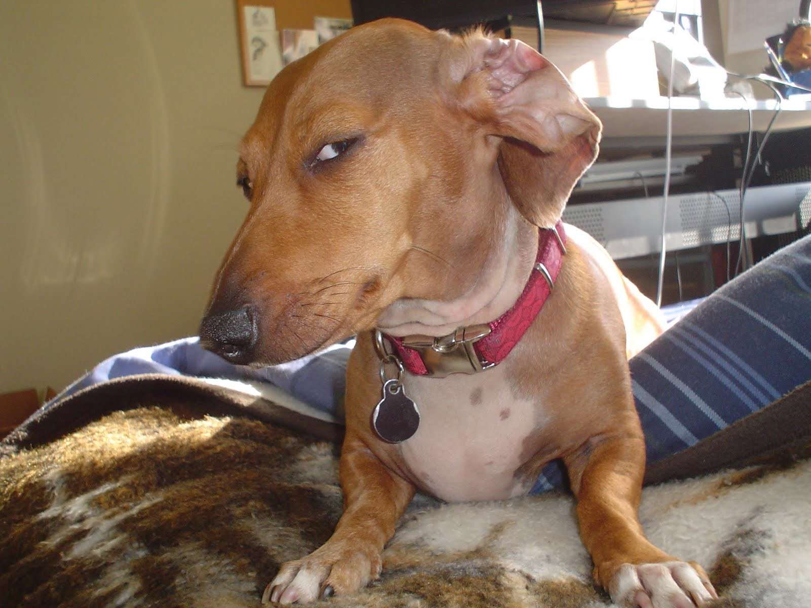 17 Suspicious Dog Memes That Perfectly Capture Your 