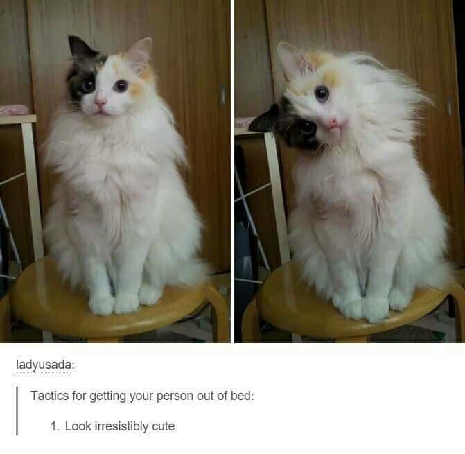 Cute Cat Meme: Tactics To Get Person Out Of Bed