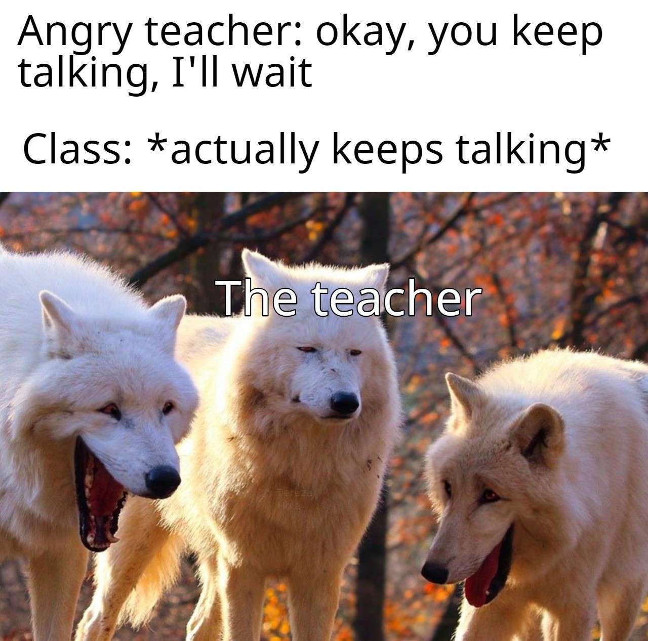 Laughing Wolves meme annoyed teacher when class keeps talking