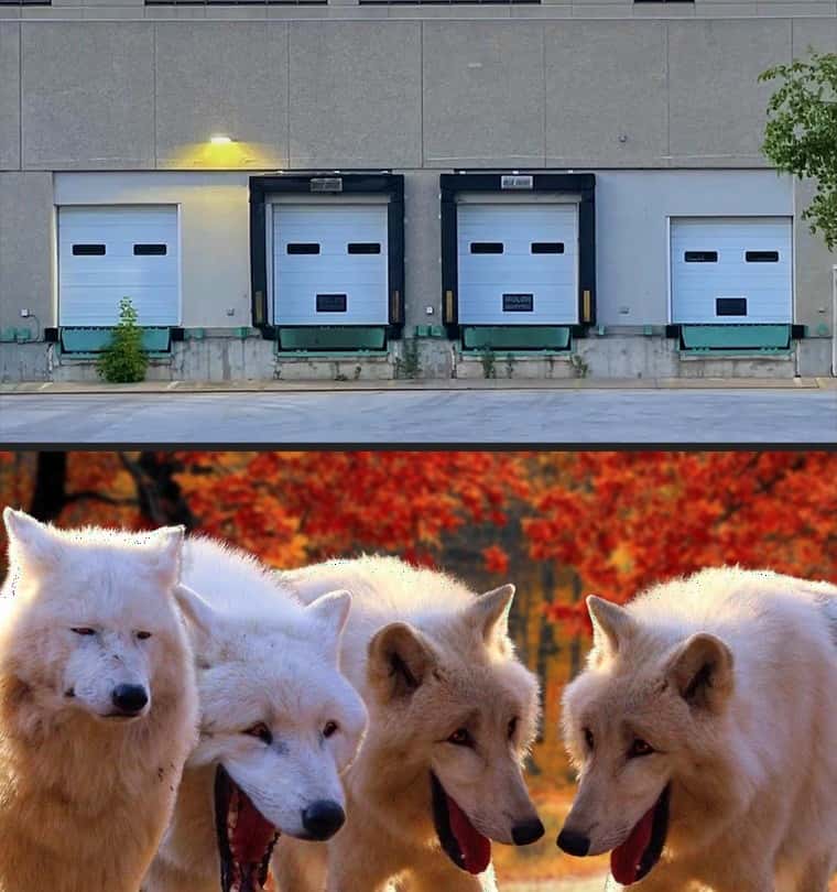 Laughing wolves meme see funny face doors