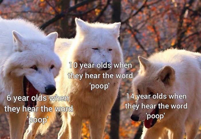 Laughing wolves meme kids react to poop