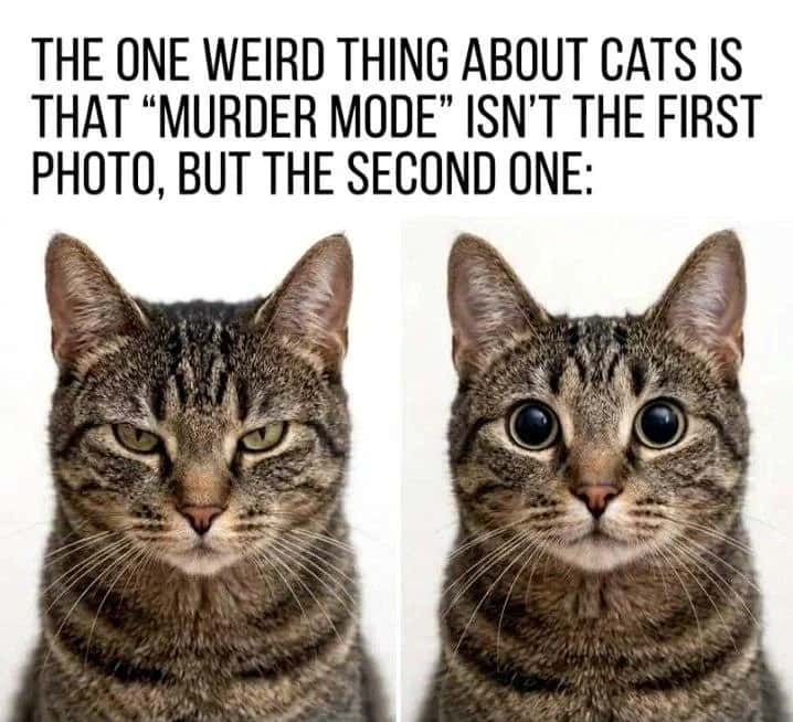 Funny Cat Memes: Why Murder Mode Isn’t First Photo