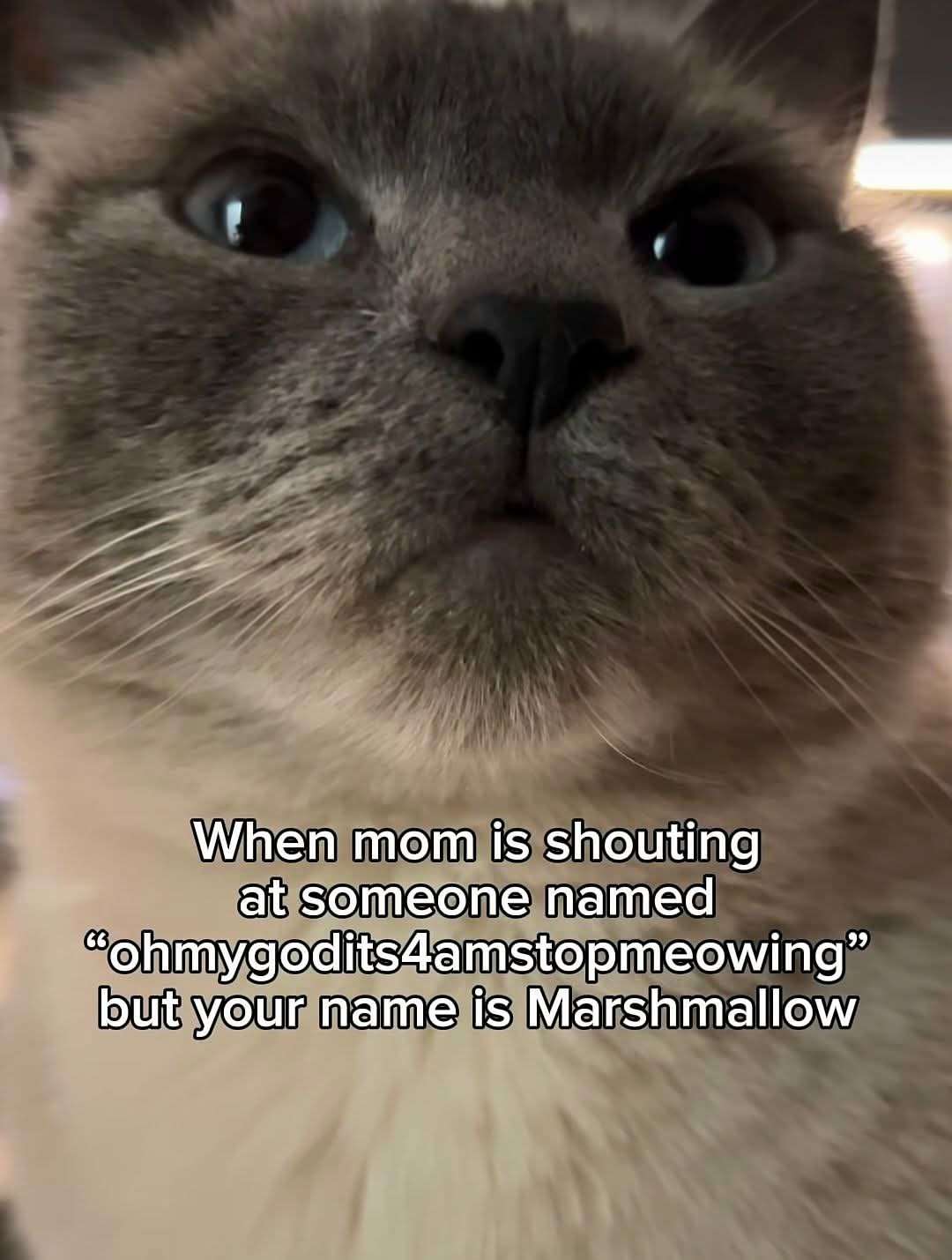 Cat Meme: When Mom Shouts At Cat But Cat Thinks It's Not Him