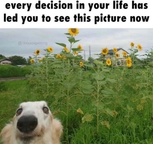 Cute Dog Meme: every decision in your life led you to see this picture meme sunflower dog