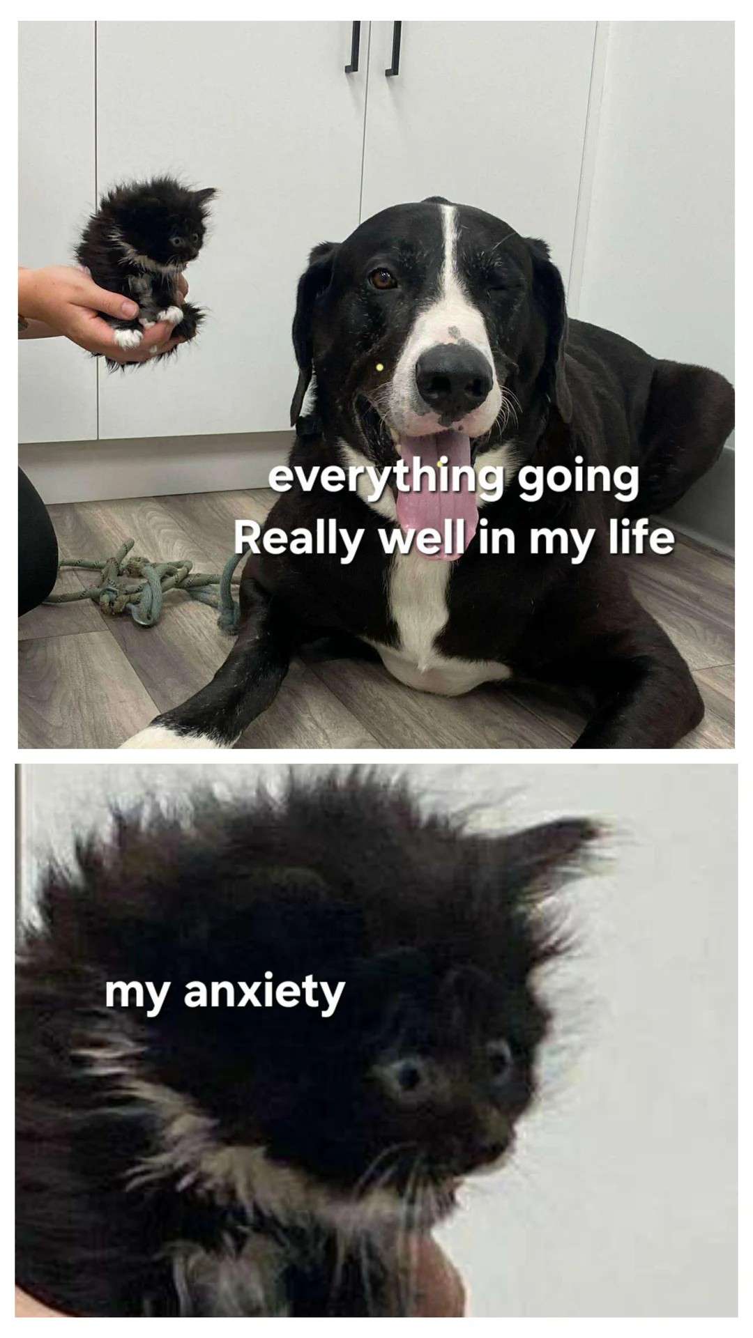 anxiety meme: Everything going Really well in my life