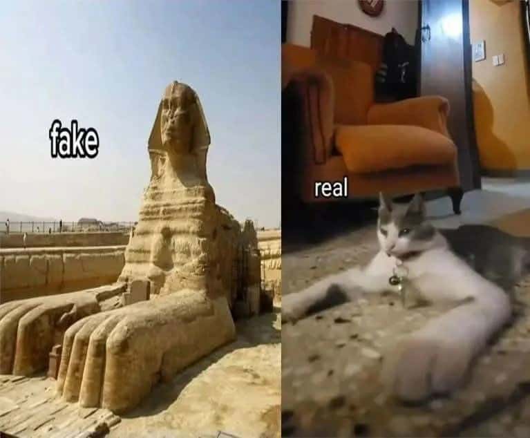 Sphinx Cat Meme: fake sphinx real cat