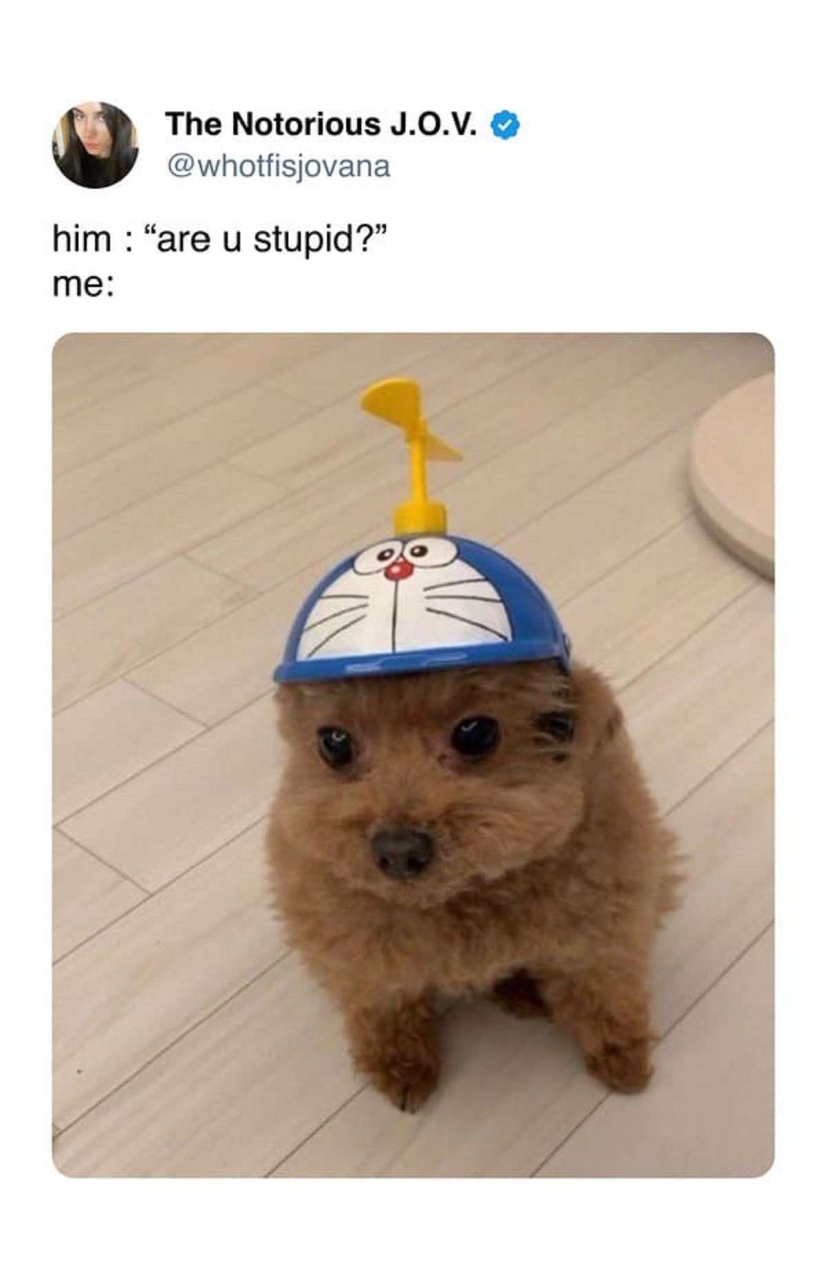 Dog Wearing Doraemon Hat Responds To “Are U Stupid?”