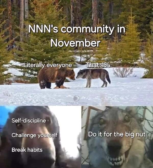 Staring bear and wolf meme nnn split views Staring bear and wolf meme nnn split views