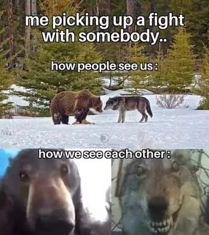 Staring bear and wolf meme picking fight friendly Staring bear and wolf meme picking fight friendly