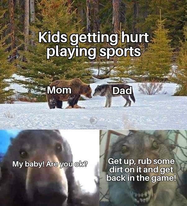 Staring Bear and Wolf meme parents react to kid hurt playing sports Staring Bear and Wolf meme parents react to kid hurt playing sports