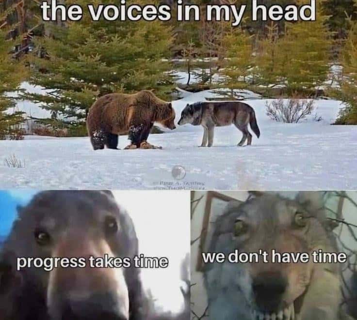 Staring Bear and Wolf meme arguing over inner voices Staring Bear and Wolf meme arguing over inner voices