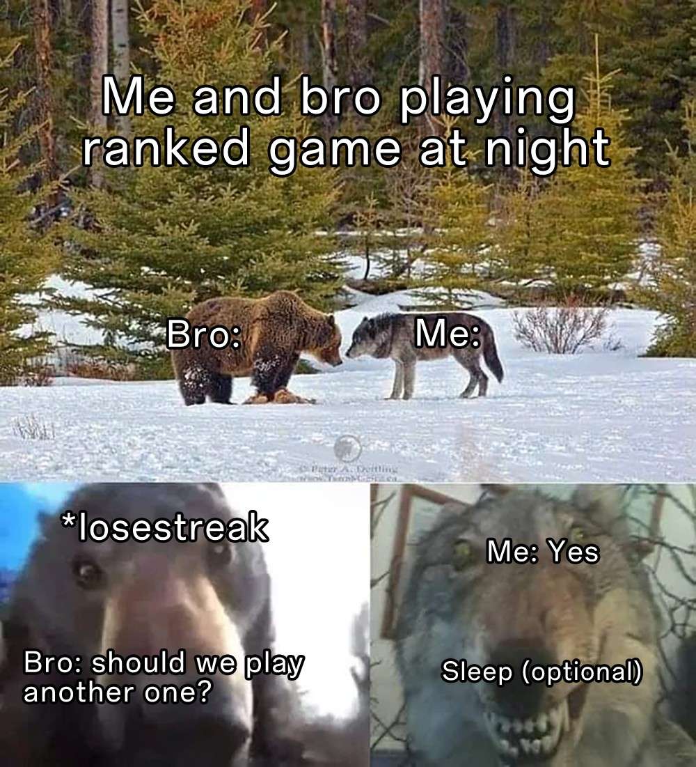 Staring Bear and Wolf meme playing ranked game skipping sleep