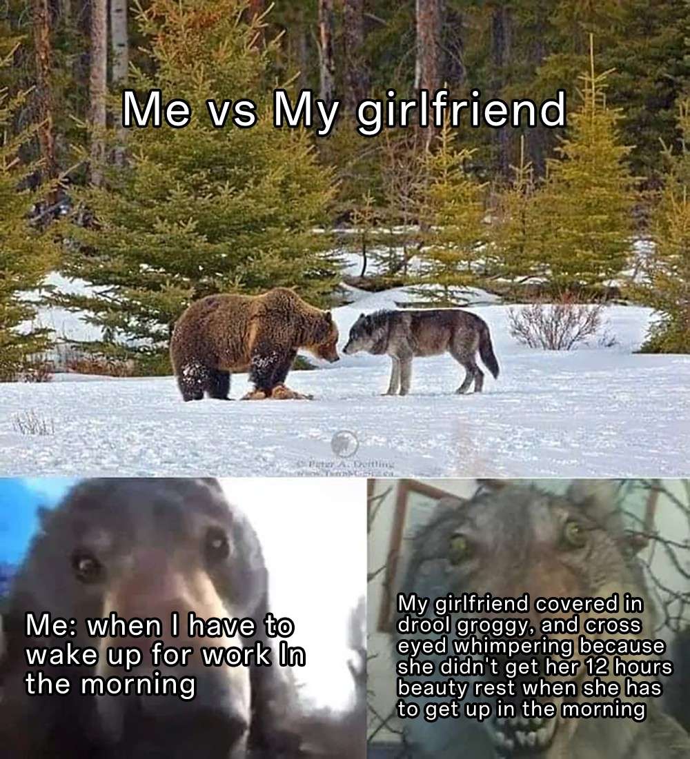 Staring Bear and Wolf meme compare waking up for work with girlfriend Staring Bear and Wolf meme compare waking up for work with girlfriend