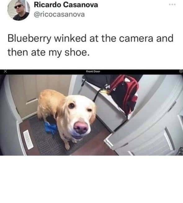 Dog Winked At Camera Then Ate The Shoe Meme