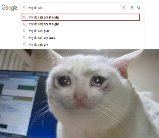Crying cat meme that appears when you google why cats cry at night