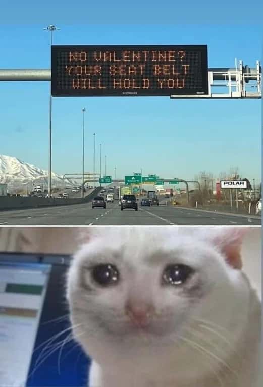 Crying Cat meme for single on Valentine's Day