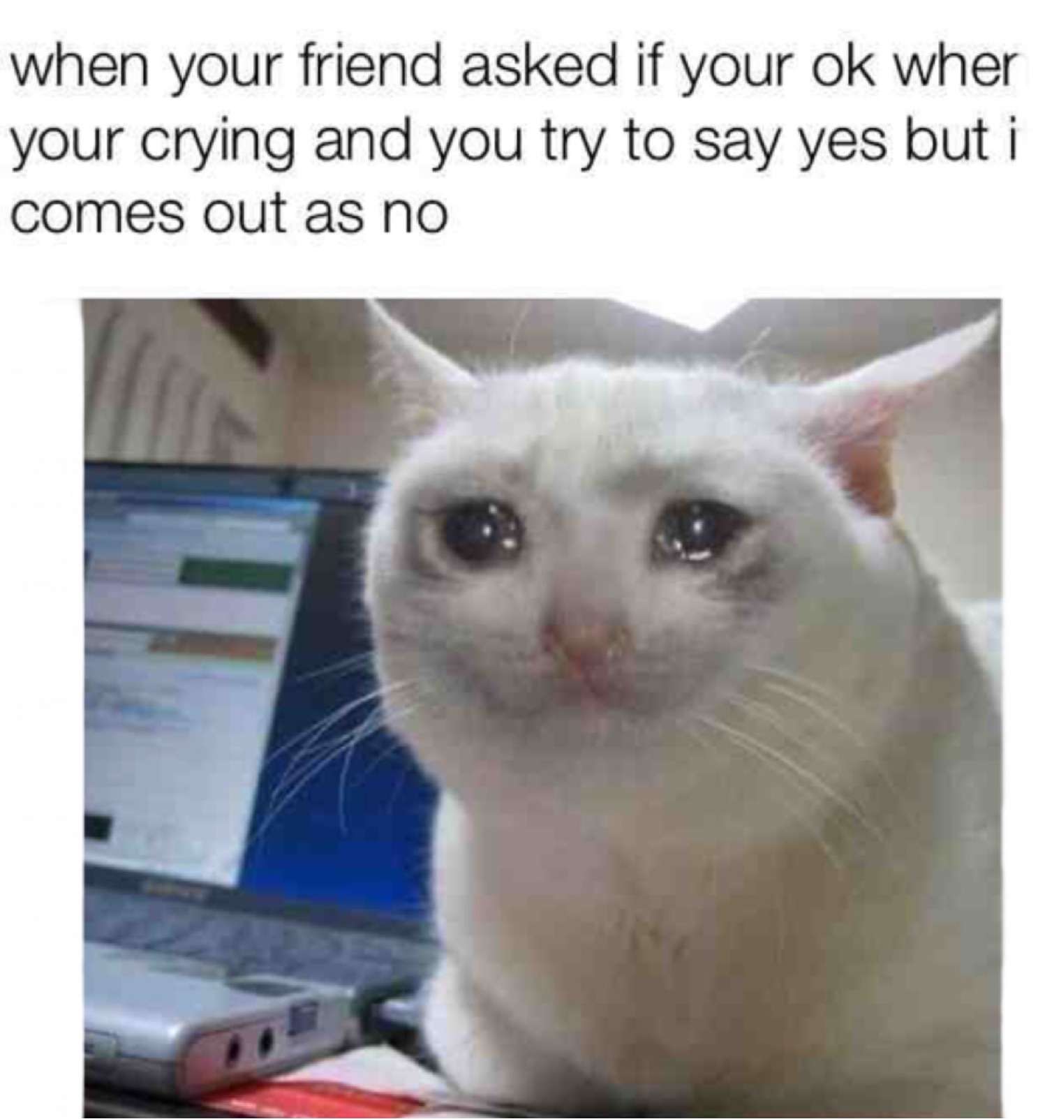 Crying Cat meme for when you're crying and trying to lie