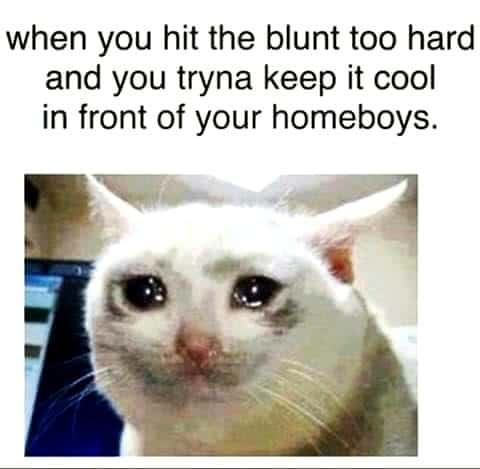 Crying Cat meme about trying to act cool with friends