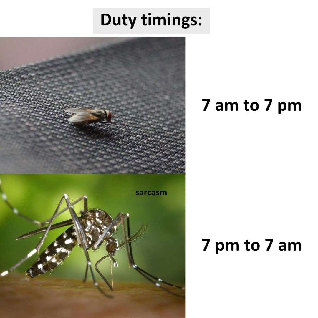 Fly and mosquito meme showing their work schedule difference