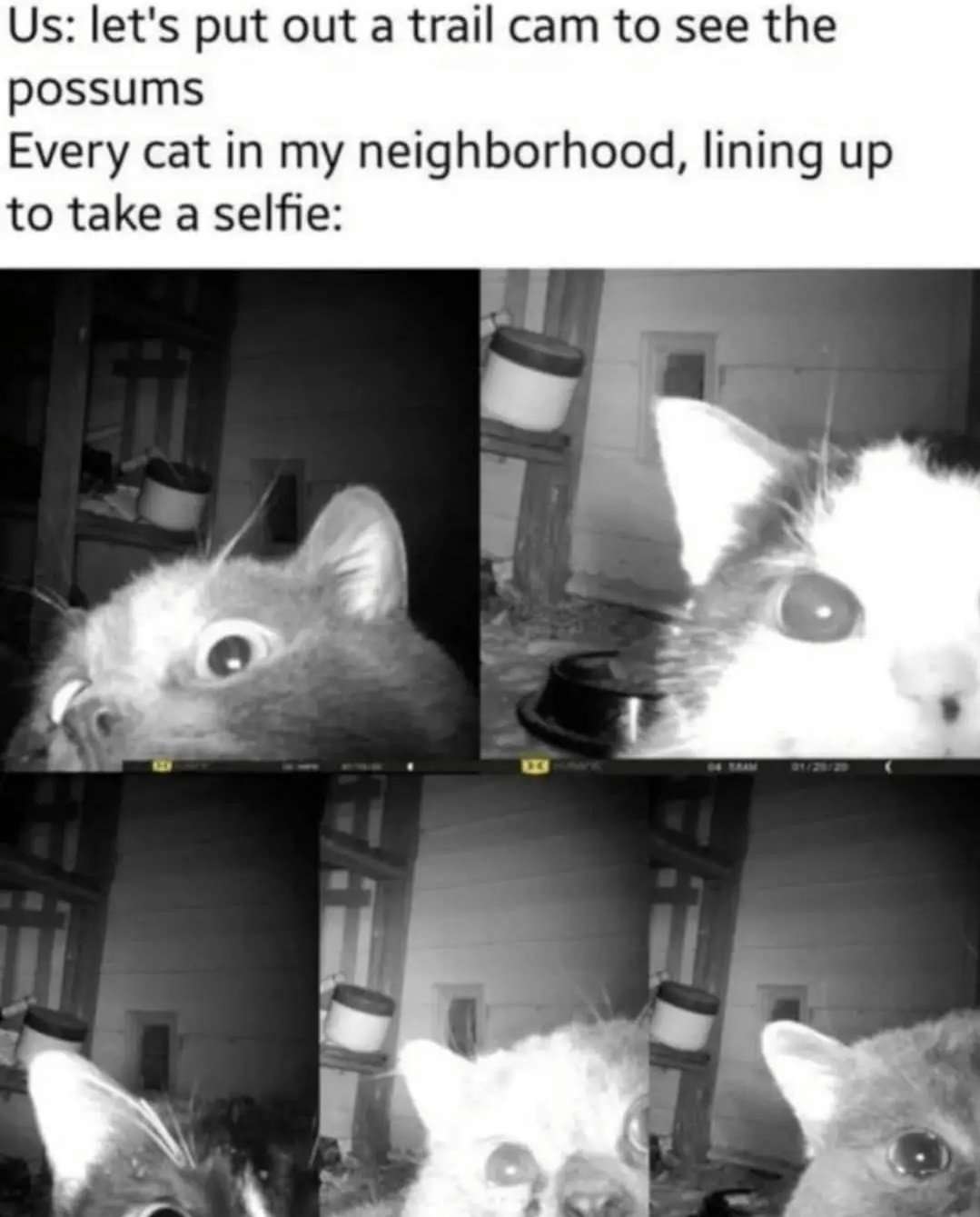 Neighborhood cats meme taking selfies on wildlife trail camera