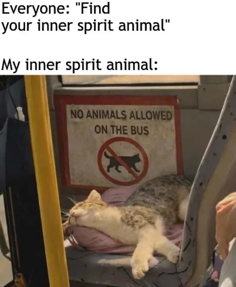 Cat sleeping on bus under no animals allowed sign