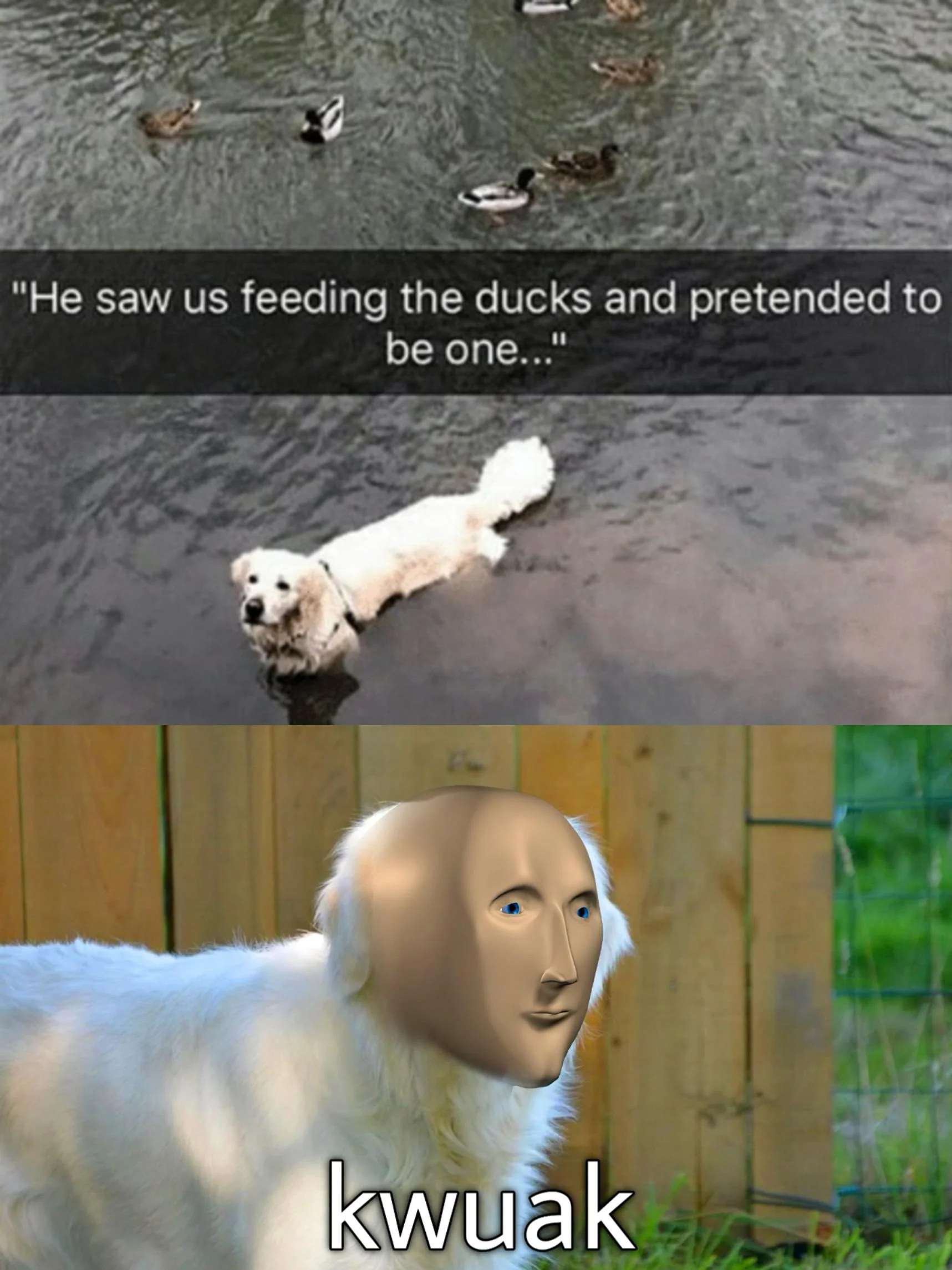 Dog Pretending To Be A Duck To Get Fed Meme