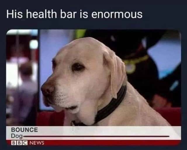 Bbc News Dog Meme: The Viral "His Health Bar Is Enormous"