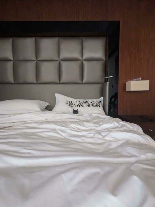 Cozy bed meme with cat hiding behind pillow